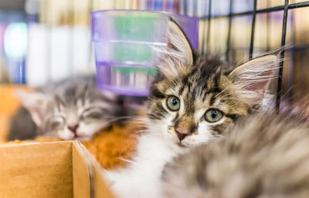 A small long-haired tabby kitten is waiting to be adopted. It's in a kennel with two other kittens.