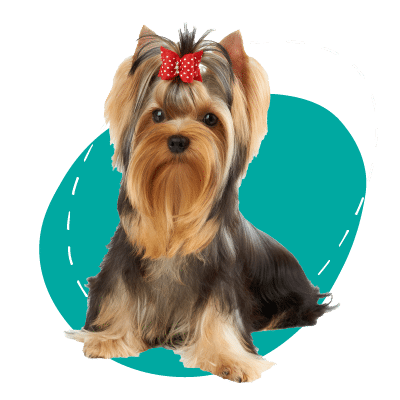 A perfectly groomed Yorkie with a red bow in its hair.