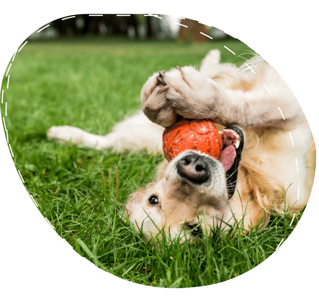 A golden retriever is on its back in grass holding an orange ball in its mouth, playing.