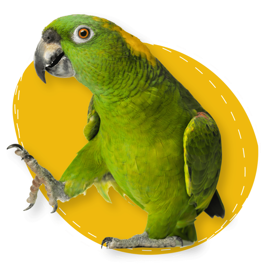 A green parrot over a yellow circle background.