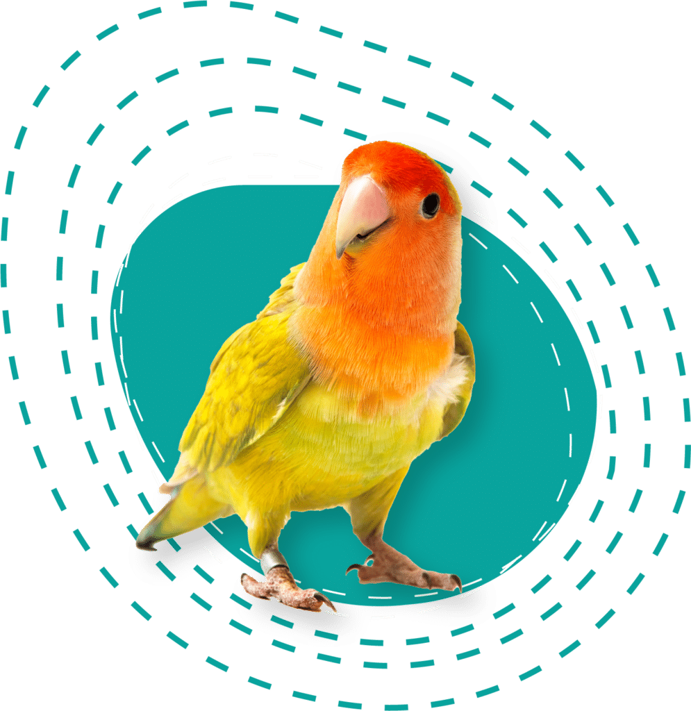 A bright yellow and orange bird over a teal circle background.