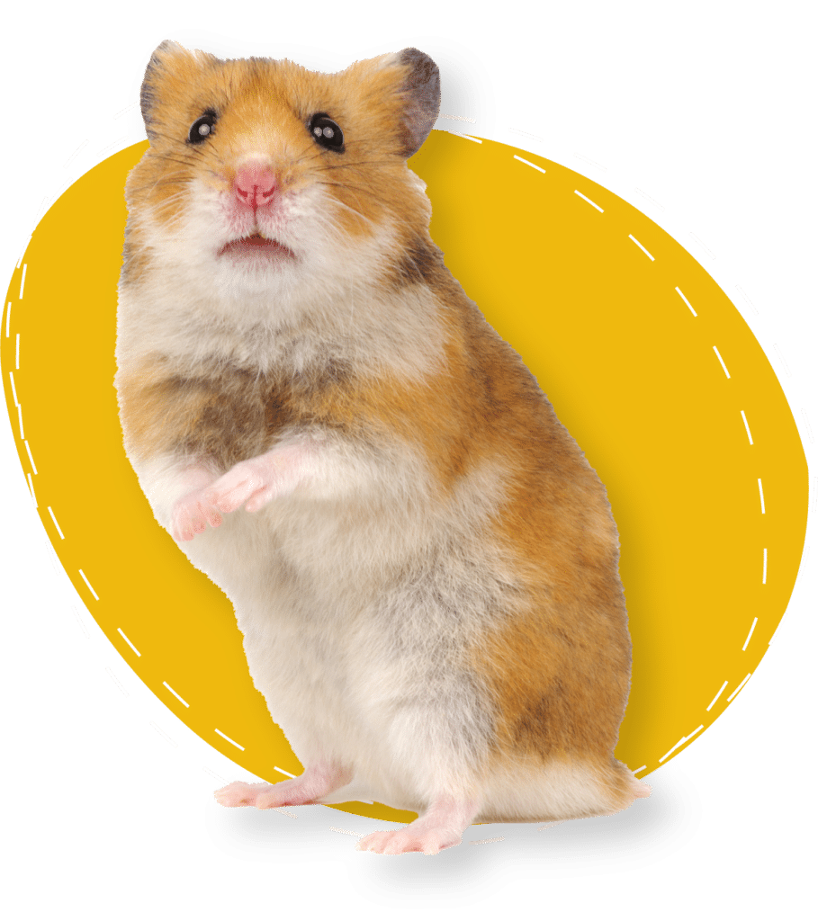 A hamster is standing on its back legs.