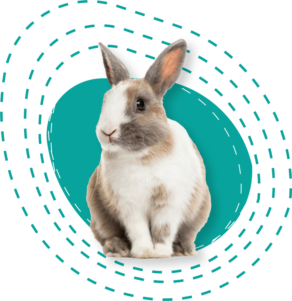 A brown and white rabbit is sitting. The rabbit is superimposed over a teal lopsided circle.