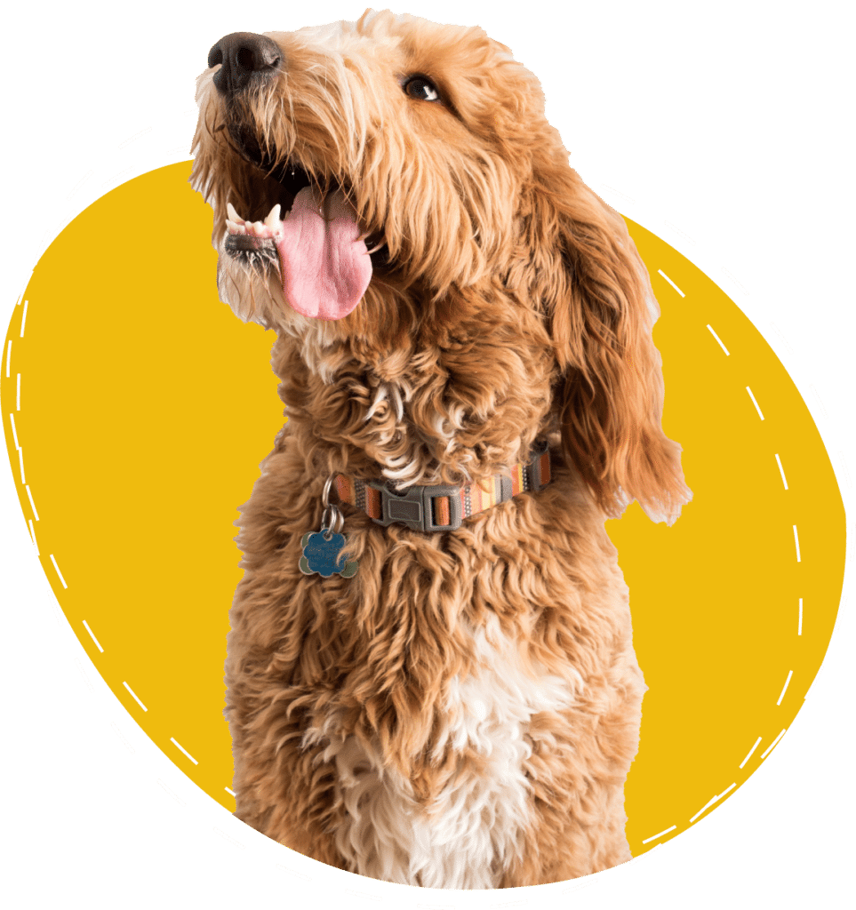 A happy golden doodle is sitting with its tongue out.